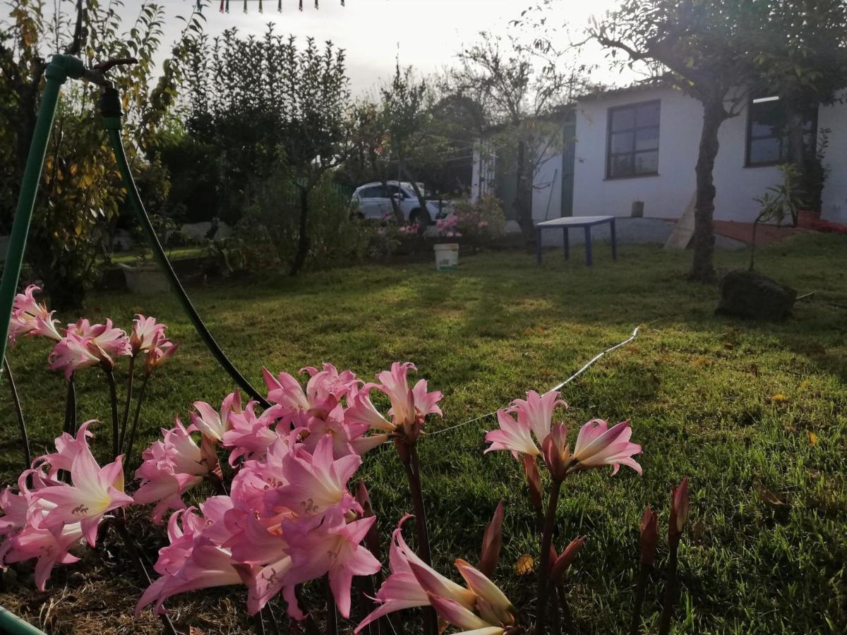 Casa Rural Limon Y Sol Sauzal Εξωτερικό φωτογραφία
