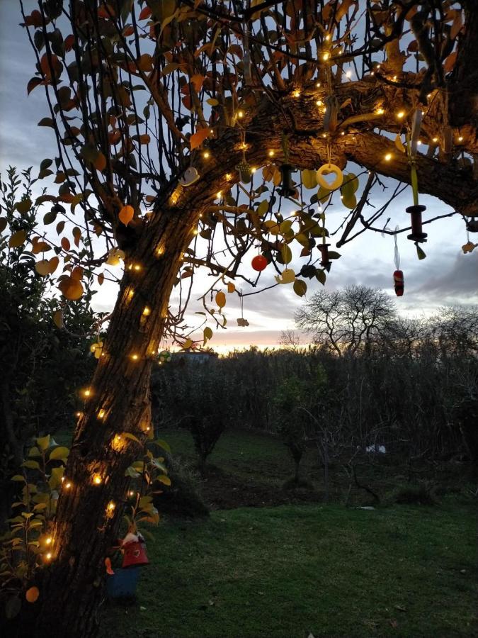 Casa Rural Limon Y Sol Sauzal Εξωτερικό φωτογραφία